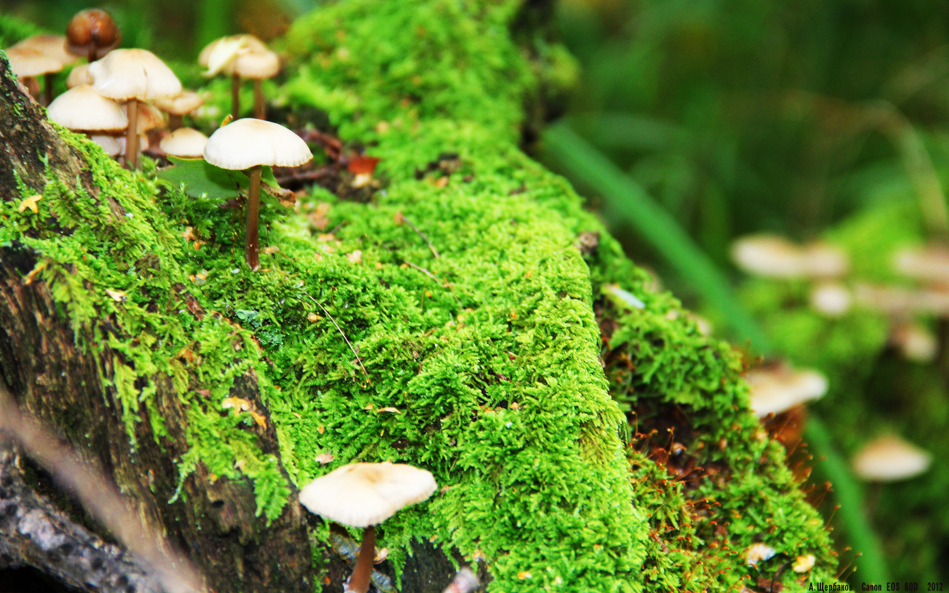 当约基奇空降沈阳，一场斩落休斯顿火箭的平行时空之战