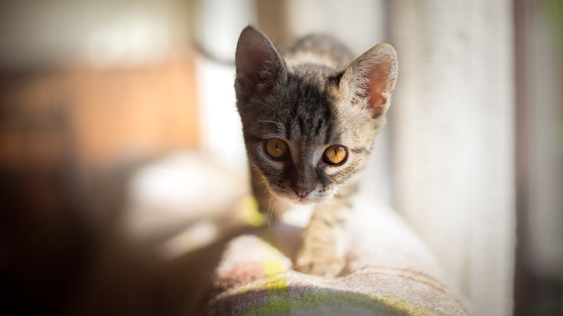 华体会登陆-绿茵场上的智慧与光芒，奥地利战术完胜亚特兰大，罗德里戈德甲争冠战封神